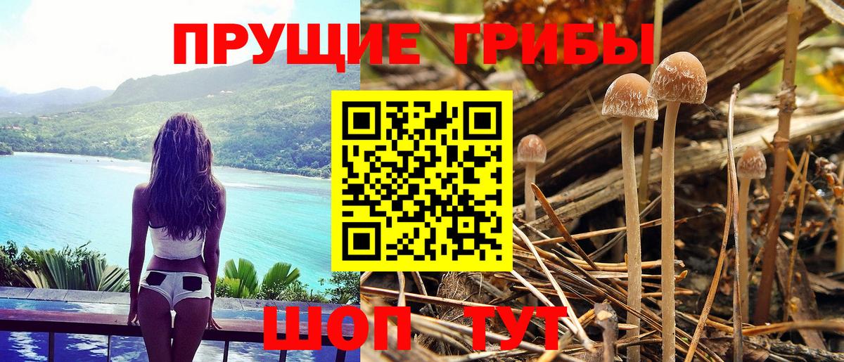 Псилоцибиновые грибы мицелий  Астрахань 